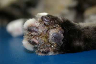 cas-de-pyodermite-a-pseudomonas-associee-a-complexe-granulome-eosinophilique2