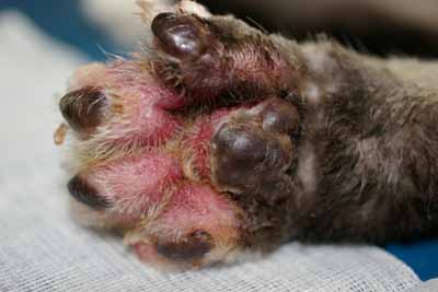 cas-de-pyodermite-a-pseudomonas-associee-a-complexe-granulome-eosinophilique4