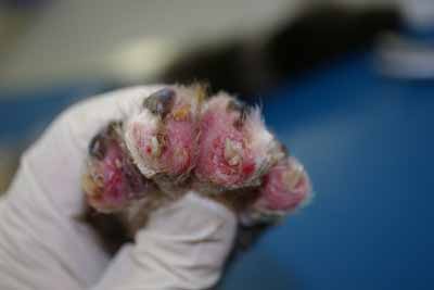 cas-de-pyodermite-a-pseudomonas-associee-a-complexe-granulome-eosinophilique5