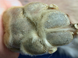 cas-de-pyodermite-profonde-recidivante-due-a-leishmaniose0