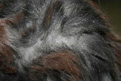 cas-de-seborrhee-chez-un-chat-age-ctef3