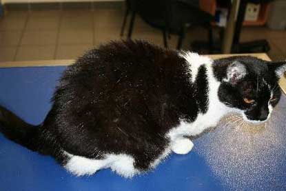 cas-de-seborrhee-chez-un-chat-age-ctef4