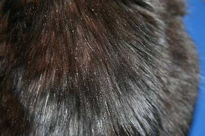 cas-de-seborrhee-chez-un-chat-age-ctef6