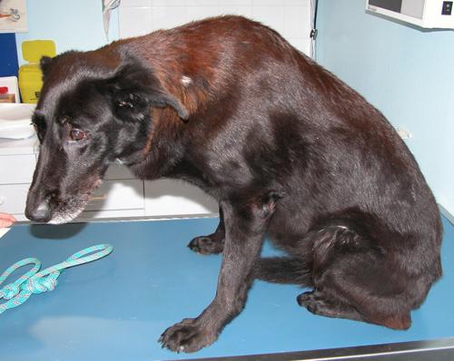 cas-de-syndrome-de-cushing-dorigine-hypophysaire-chez-chien1