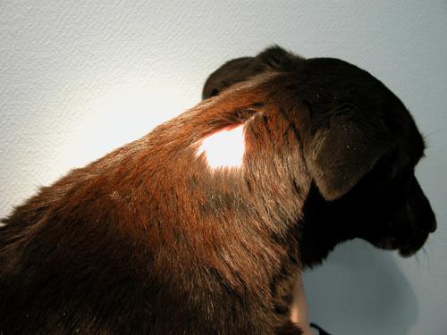 cas-de-syndrome-de-cushing-dorigine-hypophysaire-chez-chien2b