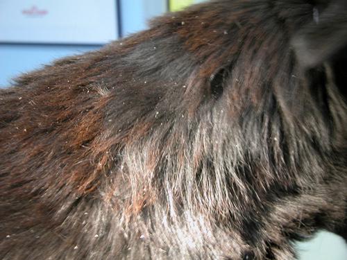 cas-de-syndrome-de-cushing-dorigine-hypophysaire-chez-chien7