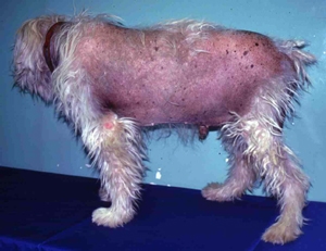 Un cas de syndrome de féminisation chez un chien