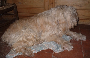 Un cas de syndrome de féminisation chez un chien