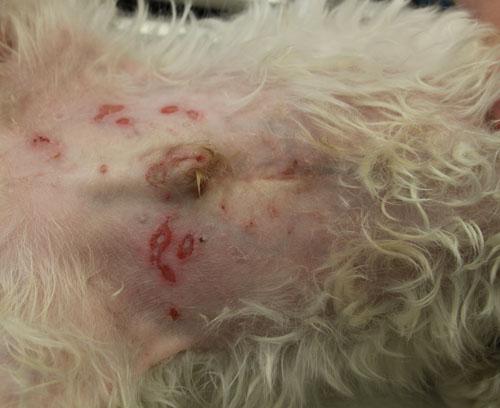 cas-de-toxidermie-chez-bichon1