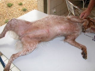 cas-de-trombiculose-canine1