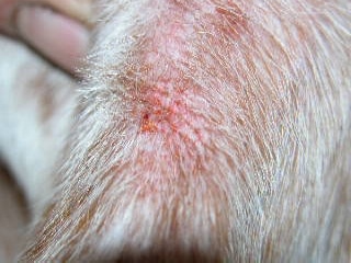 cas-de-trombiculose-canine3