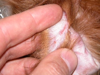 cas-de-trombiculose-canine4