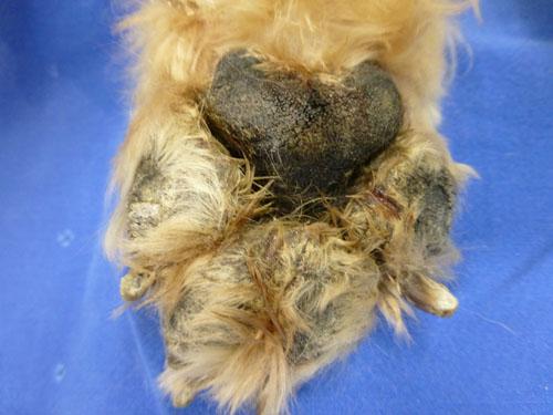 cas-derytheme-necrolytique-migrant-dune-chienne-de-11-ans3