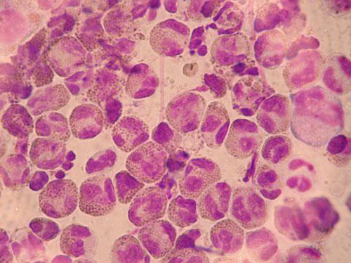 cas-dherpes-virose-feline2