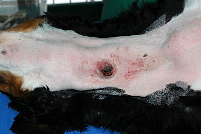 cas-dhistiocytose-maligne-chez-un-bouvier-bernois1