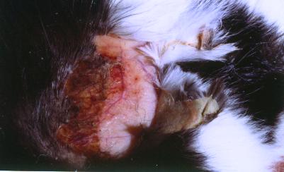 cas-dhyperfragilite-cutanee-chez-chat-presentant-lymphome-hepatique2