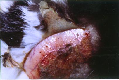 cas-dhyperfragilite-cutanee-chez-chat-presentant-lymphome-hepatique3