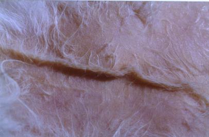 cas-dhyperfragilite-cutanee-chez-chat-presentant-lymphome-hepatique5