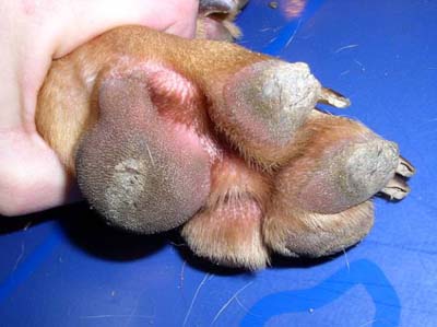 Un cas d'hyperkératose digitée chez un Dogue de Bordeaux cas-dhyperkeratose-digitee-chez-dogue-de-bordeaux1