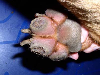 Un cas d'hyperkératose digitée chez un Dogue de Bordeaux cas-dhyperkeratose-digitee-chez-dogue-de-bordeaux2