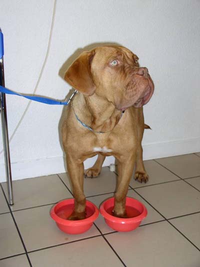 Un cas d'hyperkératose digitée chez un Dogue de Bordeaux cas-dhyperkeratose-digitee-chez-dogue-de-bordeaux3