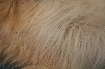 cas-dichtyose-cutanee-chez-un-golden-retriever1