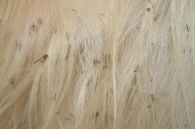 cas-dichtyose-cutanee-chez-un-golden-retriever2
