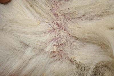 cas-dichtyose-cutanee-chez-un-golden-retriever5
