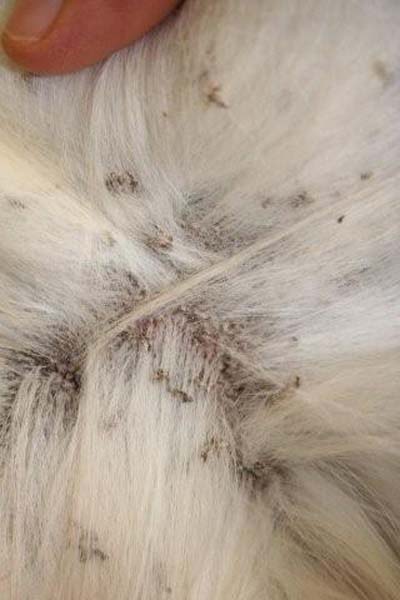 cas-dichtyose-cutanee-chez-un-golden-retriever6