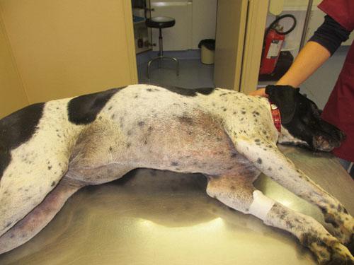 cas-dimpetigo-chien-de-chasse8