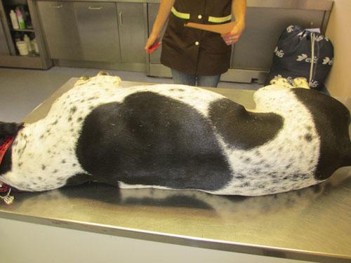 cas-dimpetigo-chien-de-chasse9