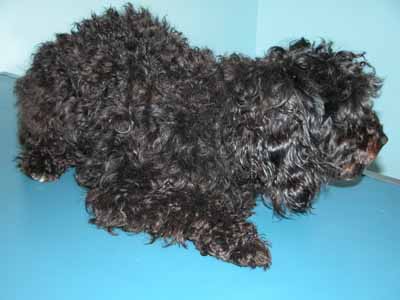 Un cas d'onychodystrophie lupoide symétrique d'un Caniche