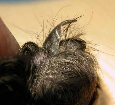 Un cas d'onychodystrophie lupoide symétrique d'un Caniche