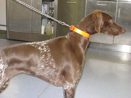 cas-donychodystrophie-lupoide-symetrique1