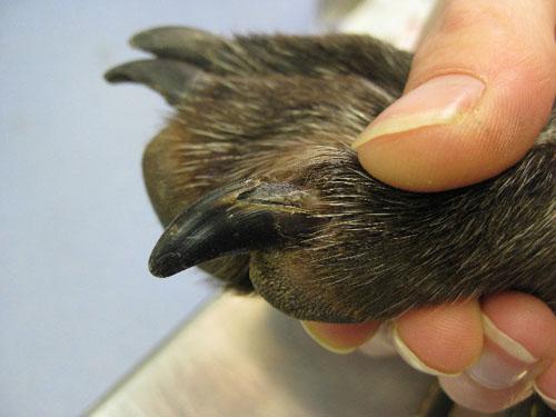 cas-donychodystrophie-lupoide-symetrique2