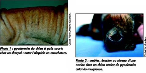 Les échecs thérapeutiques lors des pyodermites clip_image006_0000