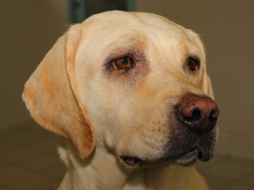 Les Anticorps Monoclonaux en Dermatologie Vétérinaire et Humaine cytopoint chien labrador atopique