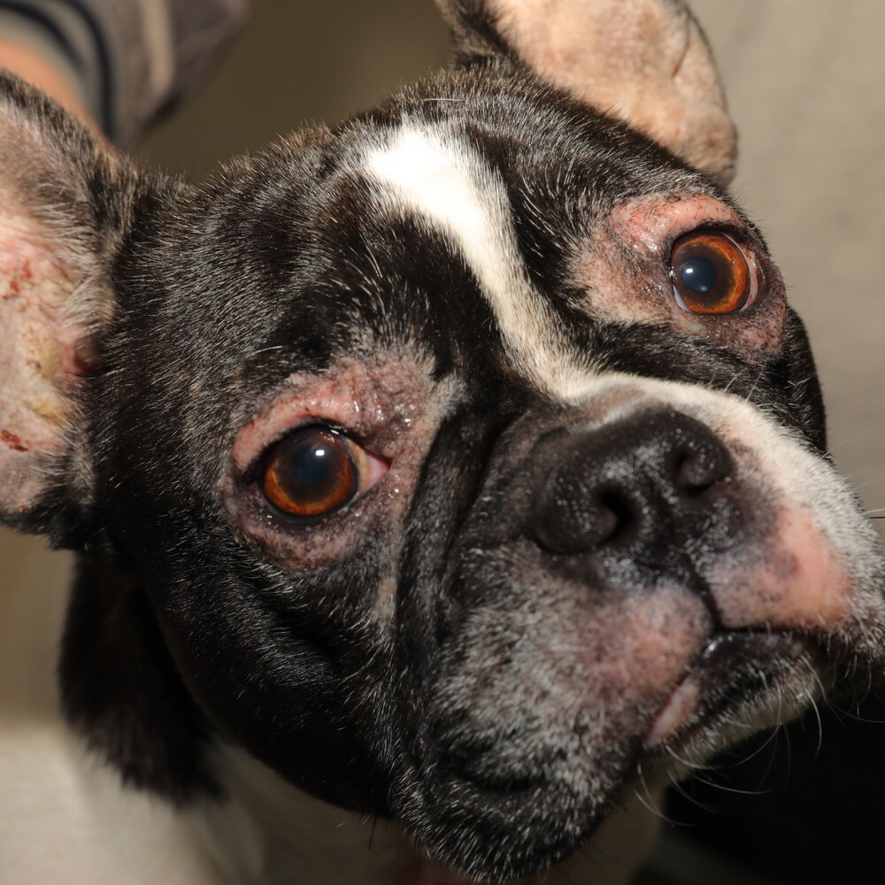 Formation continue en Dermatologie Vétérinaire depuis 25 ans ! Formation continue en Dermatologie Vétérinaire depuis 25 ans !