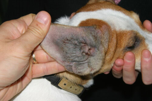 dac jack zenrelia can be used in this atopic Jack Russell