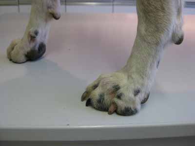 demodecie-canine13