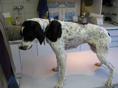 demodecie-canine5