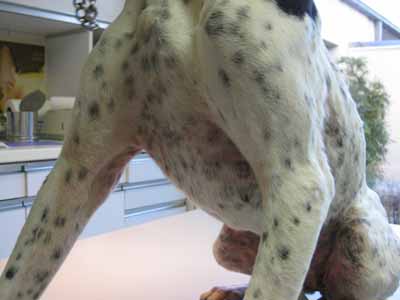 demodecie-canine6