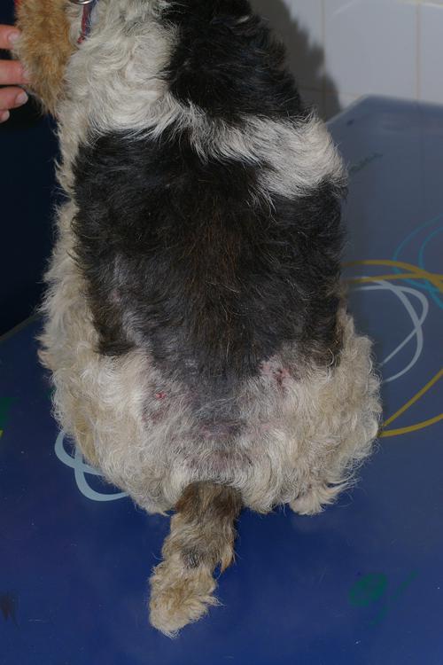demodecie-demodex-injai-fox-terrier-male1