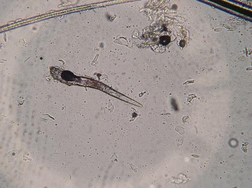 demodecie-demodex-injai-fox-terrier-male4