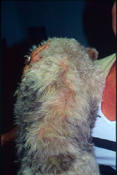 demodecie-demodex-injai-fox-terrier1