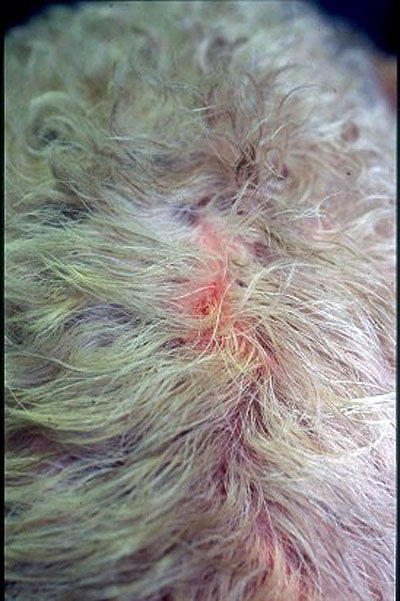 demodecie-demodex-injai-fox-terrier2
