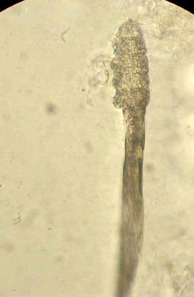 demodecie-demodex-injai-fox-terrier5