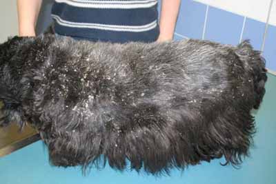 demodecie-demodex-injai-scottish-terrier1