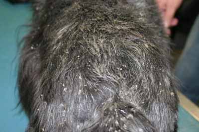demodecie-demodex-injai-scottish-terrier2
