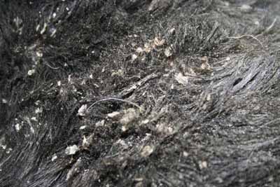 demodecie-demodex-injai-scottish-terrier3